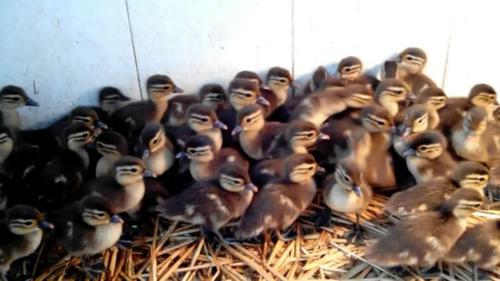 出售各种珍禽,蓝孔雀,白孔雀,红 白腹锦鸡,黑天鹅,鸳鸯