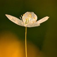 微信头像图片大全 微信花草植物头像