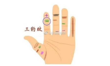 三豹纹 在我们的食指下面有一条横纹叫做指节纹,假如有三条指节纹的