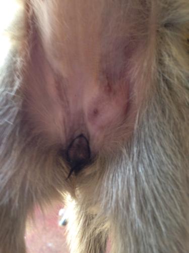 求分辨公母小狗