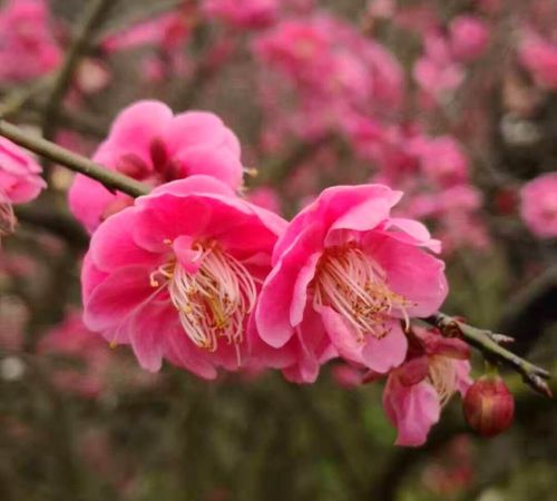 她在丛中笑～～溪口梅花谷