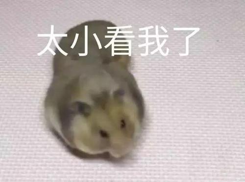 仓鼠生日,主人为其准备九十九颗花生,鼠:太小瞧我了