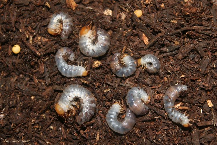 北峰中大锹形虫dorcus hopei hopei幼虫(写真)