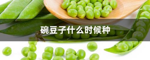 一,碗豆子什么时候种