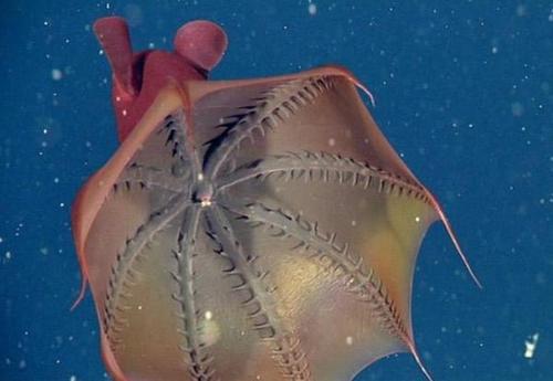 你听说过吸血鬼乌贼吗