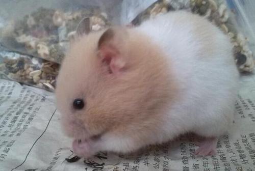 金丝熊讨厌主人的表现