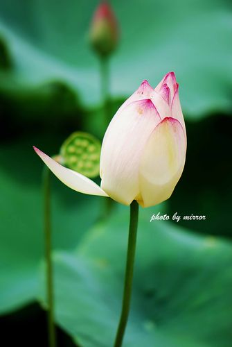 夏日荷花-堆糖,美好生活研究所