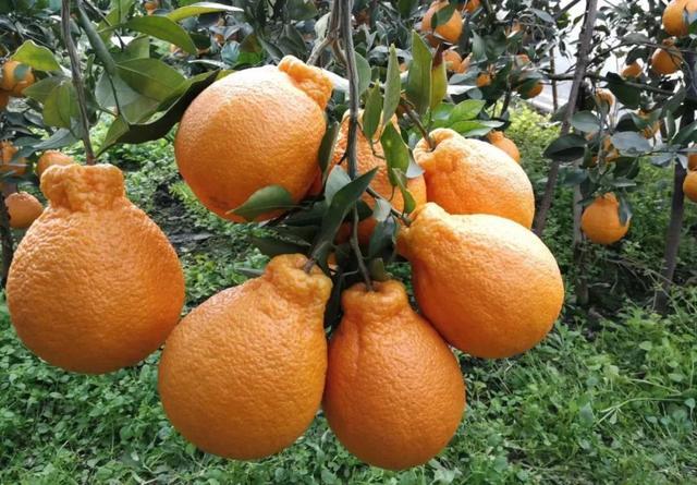 丑橘也分公母,行家都挑母的买,教你4个小妙招,一挑一