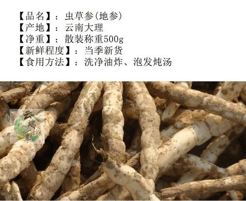 伟博云端歆享 云南剑川特产地参 虫草参 地龙菜泽兰根 雪参干货 500g