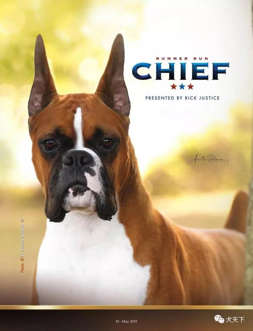 2019年美国拳师犬国家单独展赛事赛果