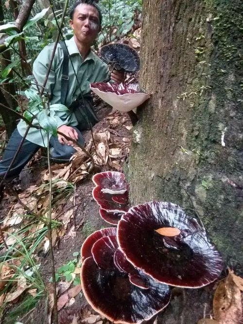 被农民当成柴烧,枯木上的这种树舌原来也是一种灵芝