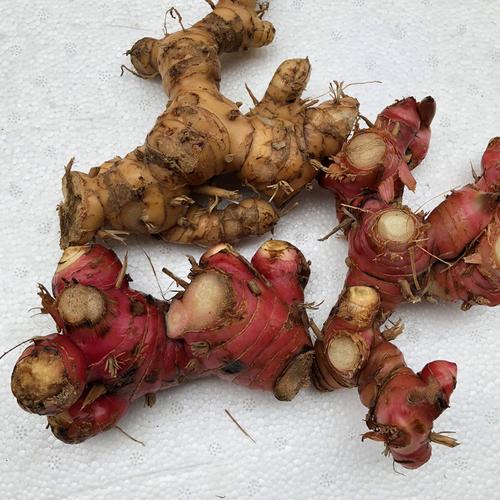 新鲜南姜500g越南山姜蓝姜潮州潮汕姜泰国冬阴功配调料野生芦苇姜