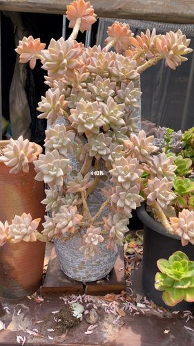 多肉淡雪_多肉植物_晓峰多肉农场自由行热门攻略_农场