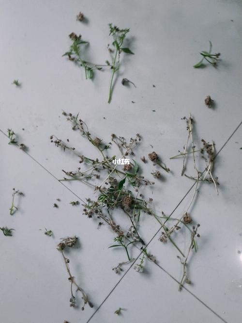 五一结束回来,丹麦风铃消了好多花苞,太影响美观了,可是太多太细了,要