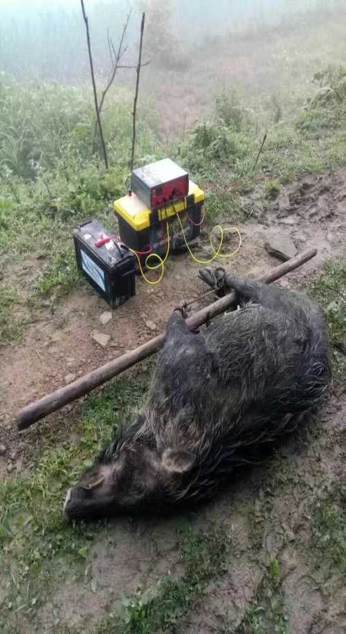 辽宁野猪机器/电捕野猪机器多少钱/电捕野猪机器