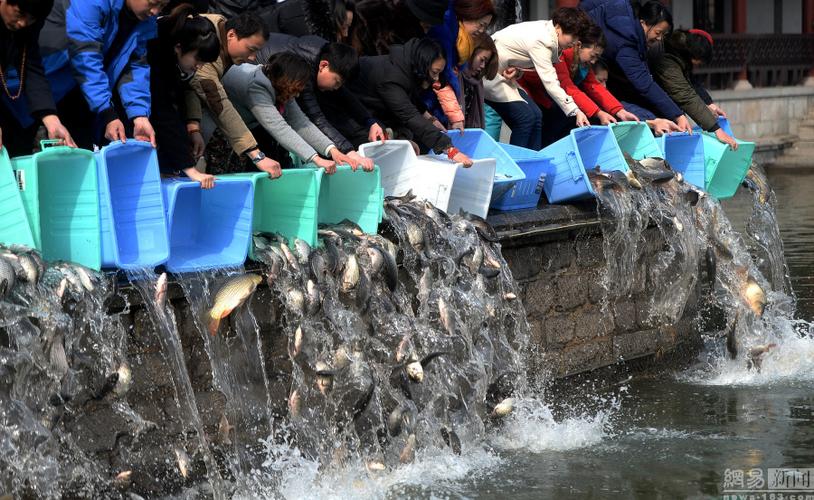 大妈组团花千元买鱼在大明湖集体放生