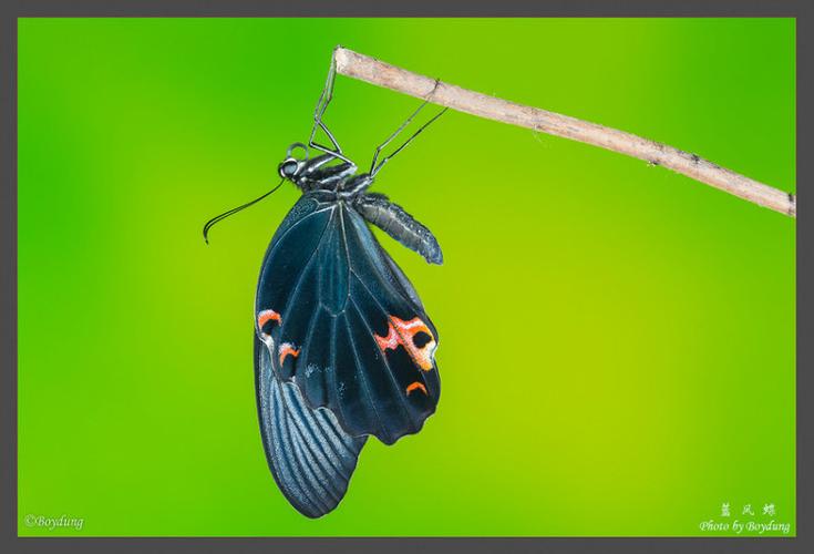 蓝凤蝶 - city hunter - 虫族掠影