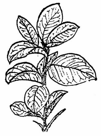 大叶黄杨简笔画