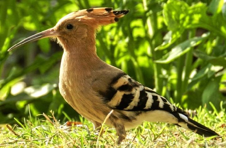 大学生郊外游玩被鸟儿啄中眼珠导致视力严重下降