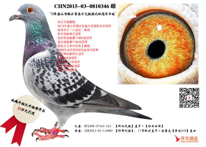 唐山银水鸽业名鸽展厅唐山银水鸽业展厅唐山银