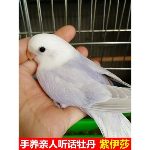 幼仔手养合法牡丹雏鸟亲人幼鸟活体粘人观赏宠物鸟闪光类面类紫伊莎