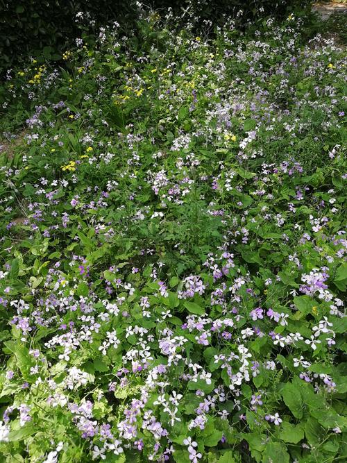 孤芳自赏野草花