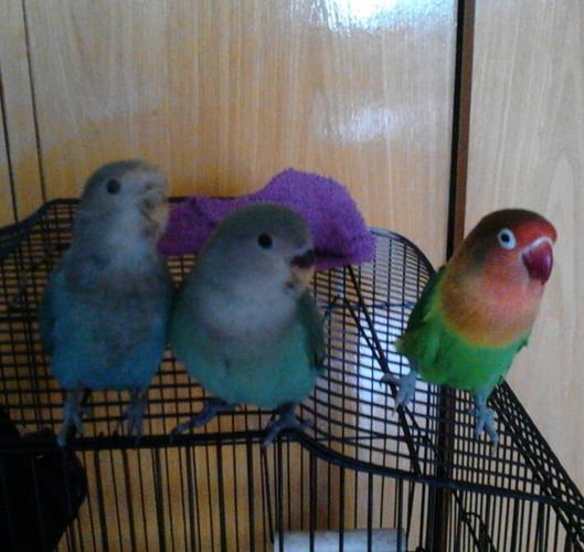 养鹦鹉,在一个鸟笼裏养一只好还是两只好?