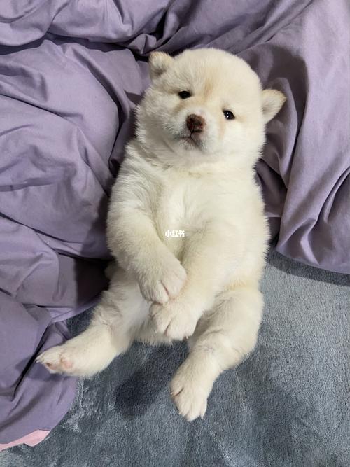 这无处安放的狗爪爪_柴犬_拍照技巧_宠物_狗