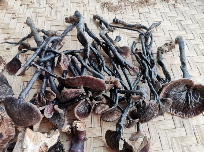 自家上山采摘的野生竹灵芝_灵芝_采摘_润肤_调节内分泌_痛经_月经_心