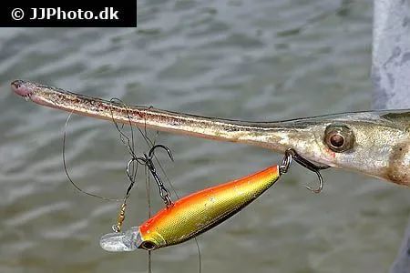 长吻雀鳝(图片来自aquariumphoto.dk)