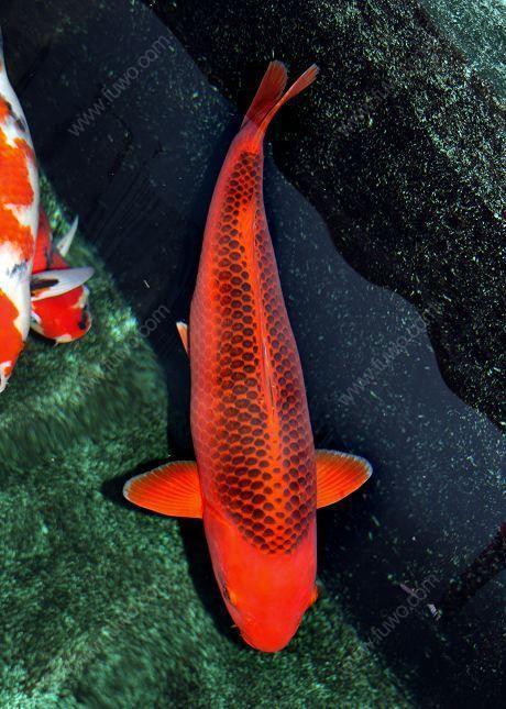 金鱼什么颜色招财