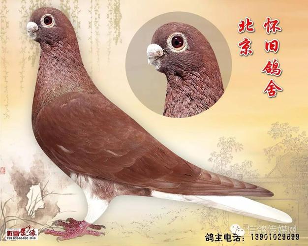 【信鸽快讯】【北京怀旧鸽舍】更多精品观赏鸽上线了!