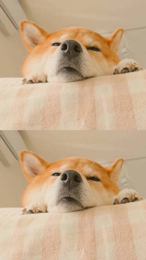 柴犬