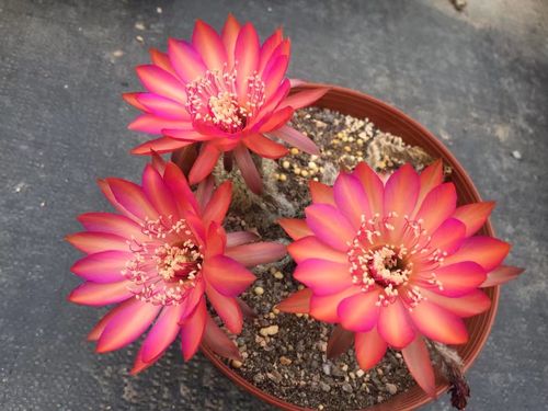 热卖仙人球盆栽 红芙蓉仙人球 肉肉 仙人掌 开花 多肉植物花卉推荐