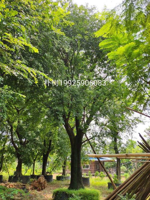 供应 朴树 58cm 大树 假植苗 秋色黄色 落叶大乔木