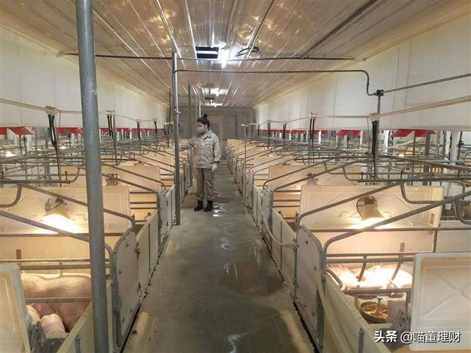 养猪场简介生猪养殖龙头企业