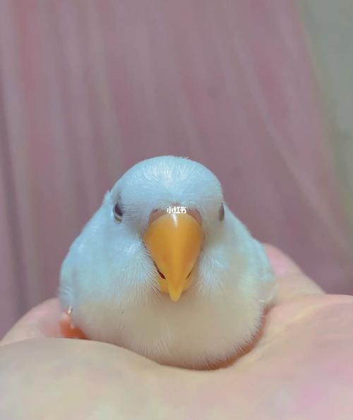 每一张都金光闪闪白桃牡丹鹦鹉_鹦鹉_牡丹_摄影_牡丹鹦鹉_宠物_宠物