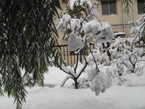 积雪压弯树枝