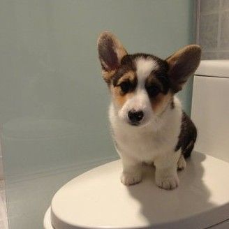 阿强精品*纯正血统三色柯基犬 宠物短腿柯基犬 宠物狗