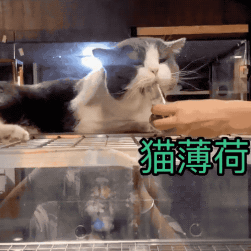 吸猫薄荷,都不肯从地上起来