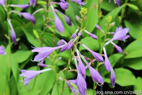 [转载]晶莹剔透的紫萼:紫萼玉簪(二)