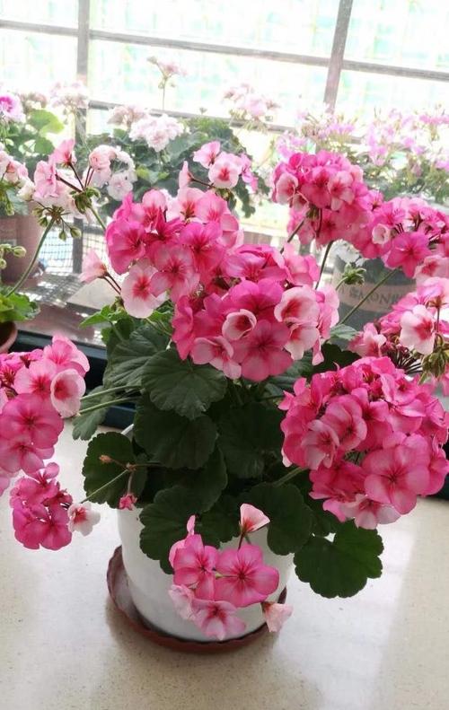 天竺葵白星花色美丽丰花勤花阳台养一棵四季有花赏