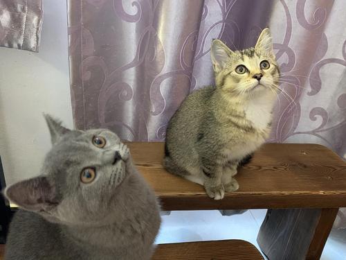 另外还有一只很神奇的幼崽,因为它的妈妈是一只有蓝白血统的狸花猫