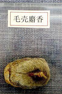 毛壳麝香