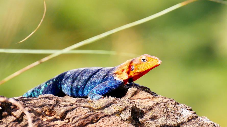 蜥蜴壁纸【179】