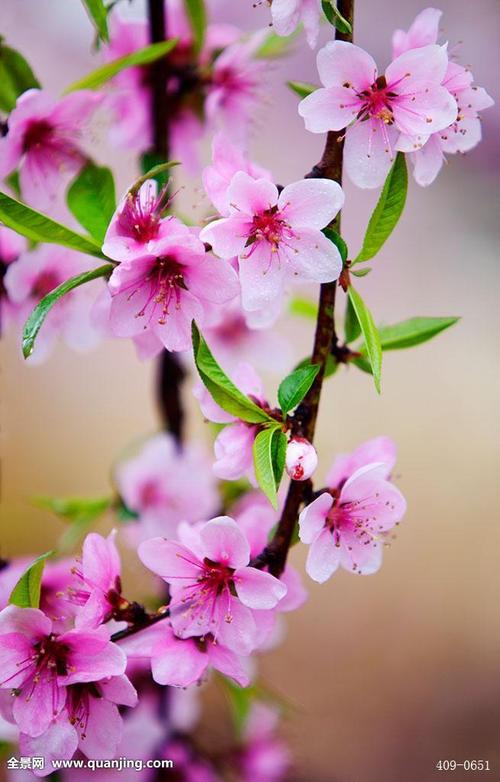 雨中桃花唯美图片大全