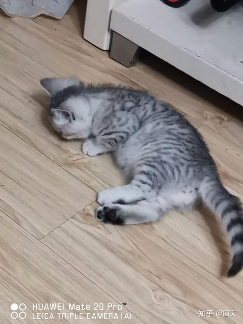 美短鱼骨刺与血统无关查了很久别人都说这个是银渐层与虎斑的串