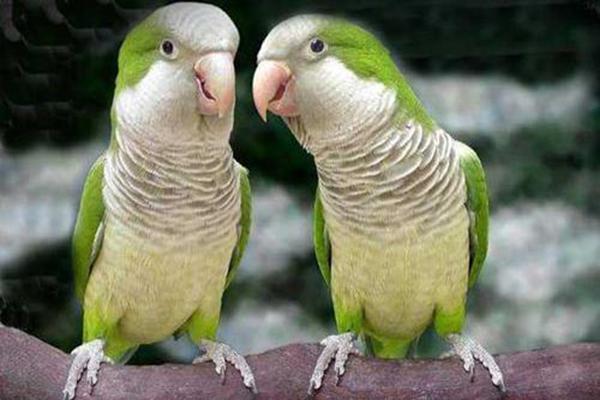 世界八大智商最高鹦鹉非洲灰鹦鹉终生都在积累词汇量