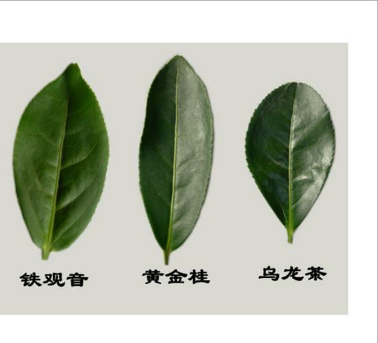 【北辰】茶厂直销安溪铁观音特级兰花香黄金桂2014新茶散茶.