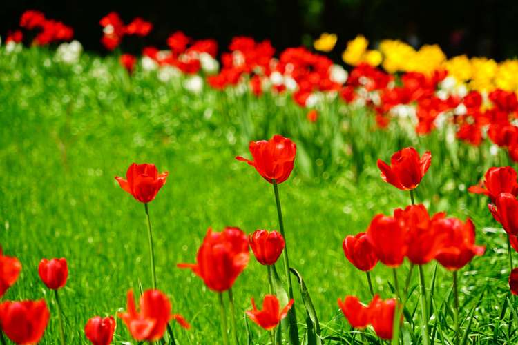 二,三,四,花满天